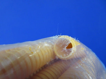 プラフレキCD管 50m(新品未開封)(キズ・汚れ・袋破れ有) CD-14