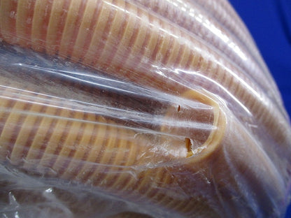 プラフレキCD50m(新品未開封)(キズ・汚れ有) CD-22